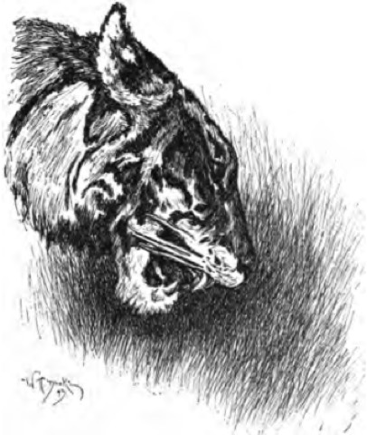 Shir Khan — Erstausgabe 1894