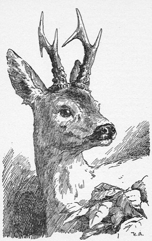 Bambi, gezeichnet von Hans Bertle, 1940